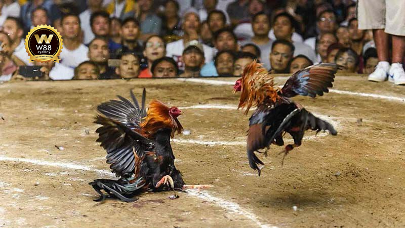 Đá Gà Trực Tiếp Online: Những Trận Đấu Hấp Dẫn Mượt Mà Nhất