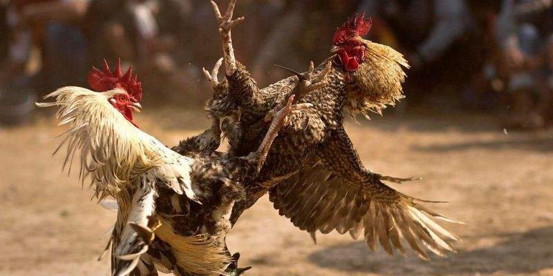 hình ảnh đá gà tại W88