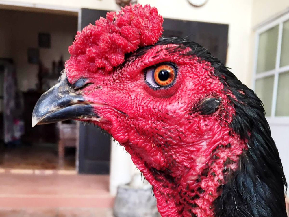 Đầu gà nên có hình dáng vừa phải, mắt gà sáng, lanh lợi